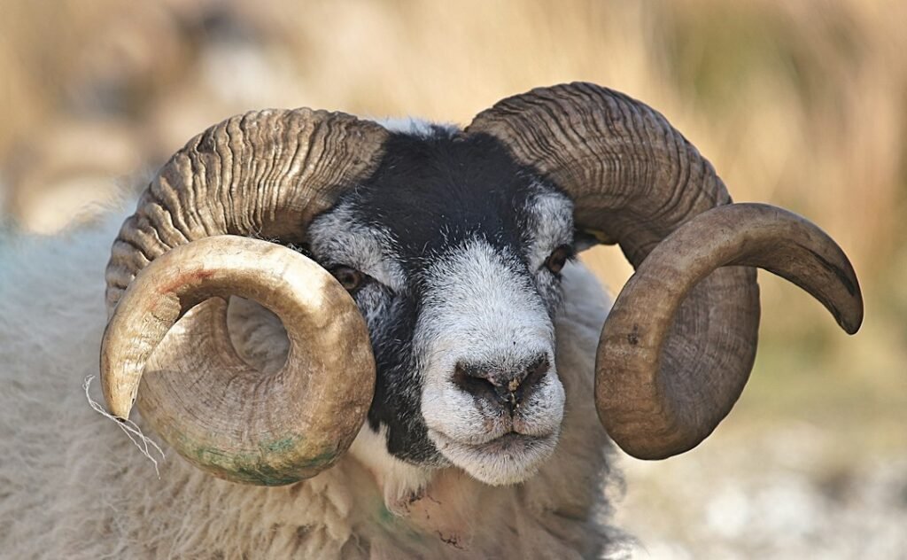 Ram representing Aries in an Aries and Taurus zodiac compatibility guide