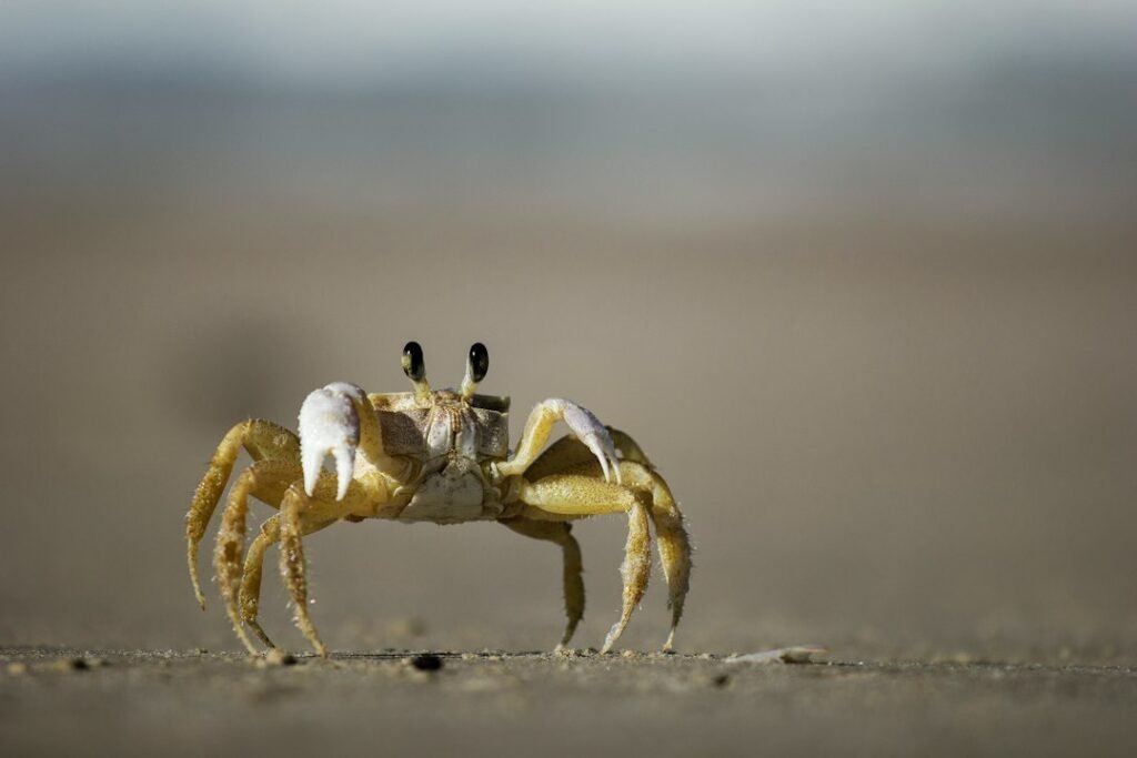 Crab representing Cancer personality traits and the Water element in astrology