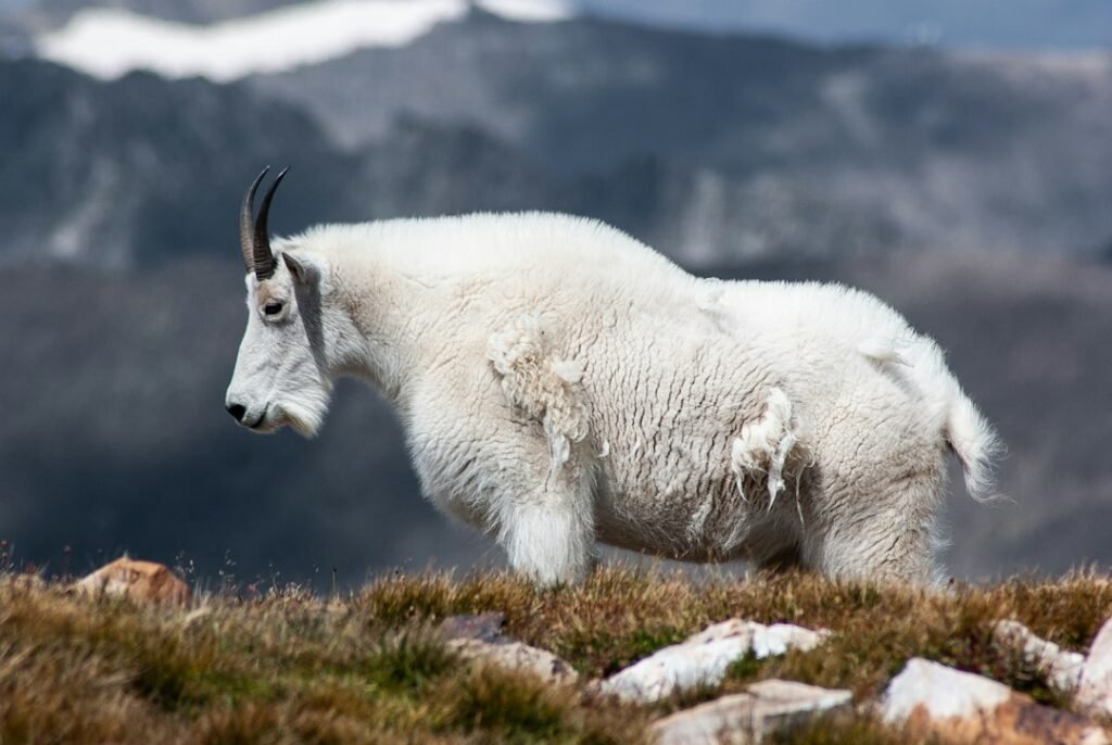 Mountain goat representing Capricorn personality traits in astrology