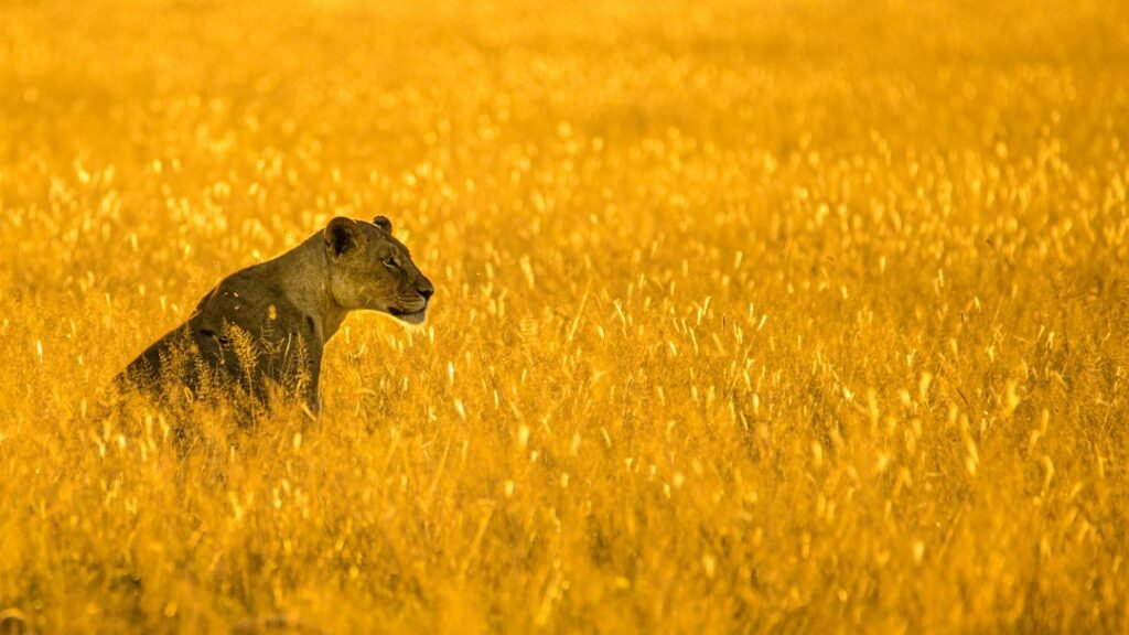 Lion representing Leo personality traits in astrology