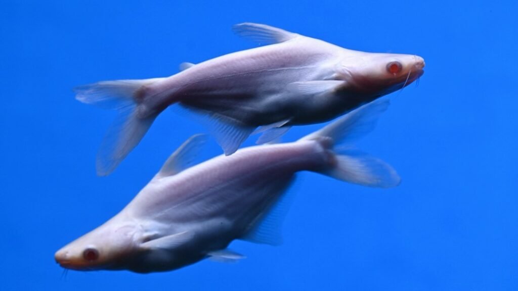 Two fish representing Pisces personality traits in astrology