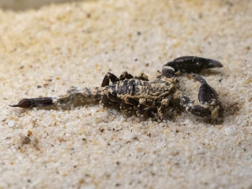 Scorpion representing Scorpio personality traits in astrology