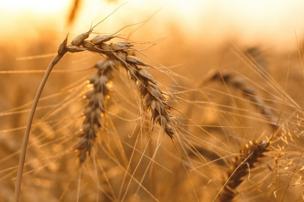 Wheat field representing Virgo and the Earth element in astrology